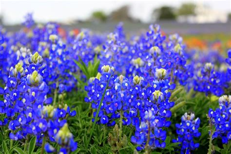 Indian paintbrush is an american film production company founded in 2006 by businessman steven m. Texas Bluebonnets - Spring 2013 with Indian Paintbrush ...