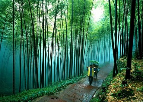 10 Most Beautiful Forests In China
