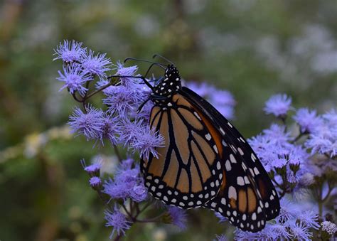 And it reseeds like the dickens. Using Georgia Native Plants: Supporting Pollinators is ...