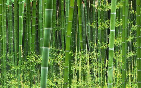 20 Sec Read The Chinese Bamboo