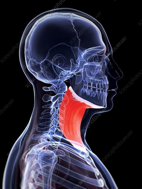 Human Neck Muscle Artwork Stock Image F0102194 Science Photo