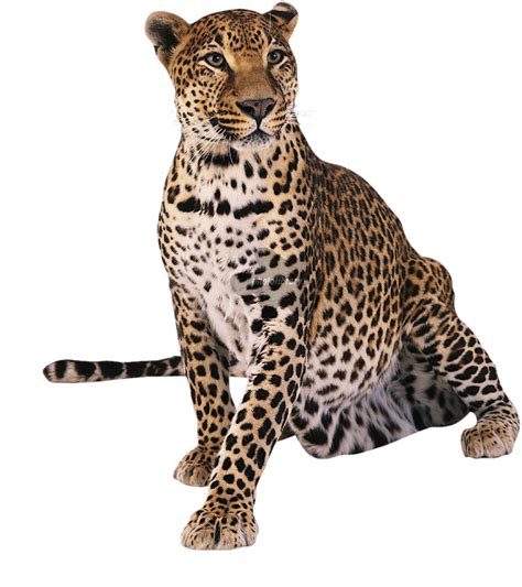 Images of a Cheetah - Leopard/Cheetah Free Png Image ...