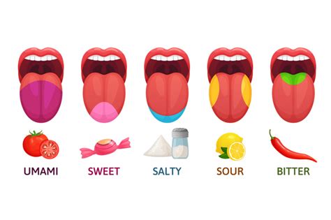 Tongue Taste Areas Sweet Bitter And Salty Tastes Umami And Sour Tas