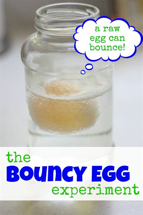 Bouncy Egg Experiment Egg Experiments Bouncy Egg Experiment Cool