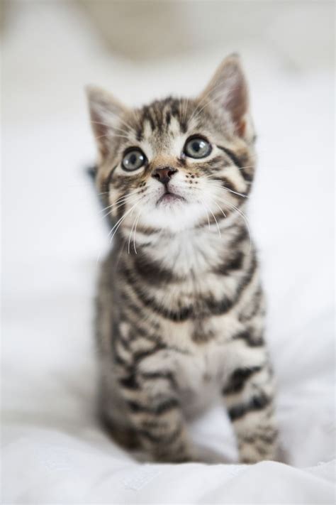 When most of us picture a common housecat, we automatically. Gorgeous Bengal -Tabby kittens 8 weeks old | Croydon ...
