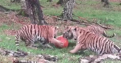 Adorable Clip Shows Amur Tiger Cubs Having Fun With Pumpkins At Scots