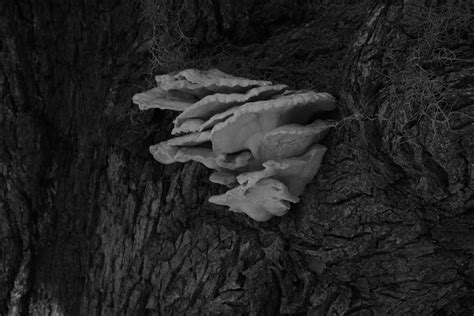 Fungus Among Us 1 Photograph By Bob Stockman