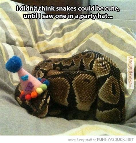 Just Something Funny Animal Memes Cute Snake In Party Hat Funny