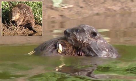 Beavers In Devon River Are First Wild Babies Bred In Uk For 400 Years