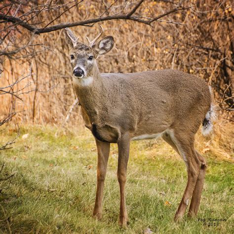 6 Point Buck Photograph By Peg Runyan Pixels