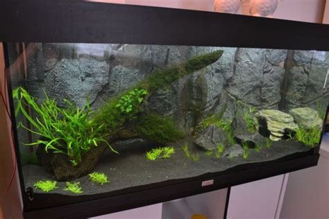 Diy Aquarium Planted Aquarium Aquarium Ideas Betta Fish Tank Fish