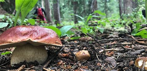 Wild Mushrooms Colorado All Mushroom Info
