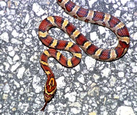 Corn Snake Reptiles Of Alabama ·