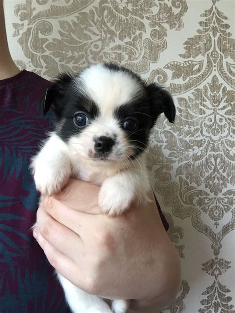 See more ideas about puppies, shih tzu, shih tzu dog. Shih Tzu x Chihuahua Puppies | Holyhead, Isle of Anglesey | Pets4Homes
