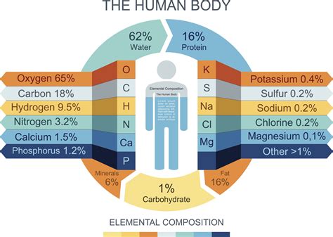 chemical composition of the human body