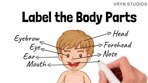 Label The Body Parts A Video For Kids Youtube