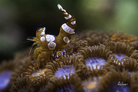 Sexy Shrimp Photograph By Aaron Acker