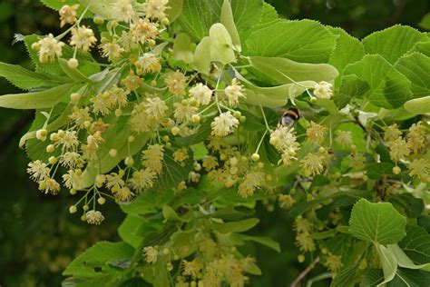 Tilia Cordata