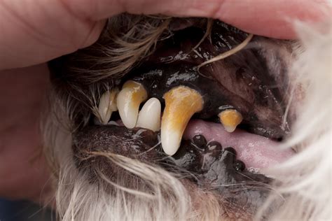 How To Get A Professional Teeth Cleaning For Your Dog