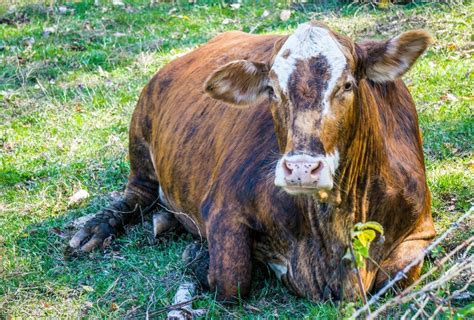 How Now Brown With Some Black Stripes Cow By Erickoth