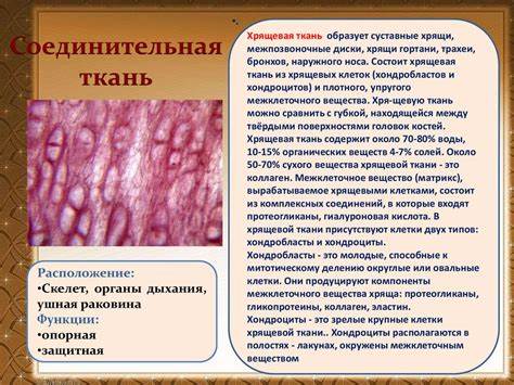 Соединительная ткань диета Ткани человека - презентация онлайн Ткани человека - презентация онлайн Соединительная ткань диета