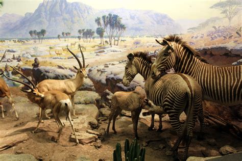 Nyc Amnh Akeley Hall Of African Mammals Serengeti Plains A Photo