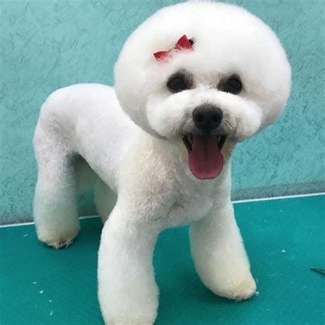 20 Best Bichon Frise Haircuts For Your Puppy The Paws