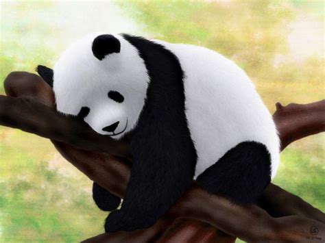 Cute Baby Pandas Wallpapers Wallpaper Cave