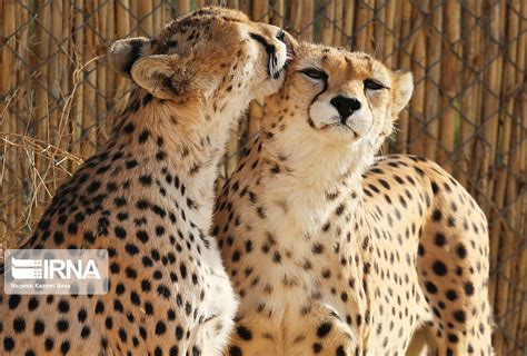 Asiatic Cheetahs Iran And Firouz Expecting Cub Iran Front Page