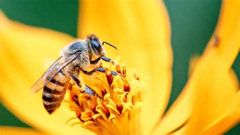 por qué las abejas son necesarias para la vida del ser humano conoce su función y su riesgo de