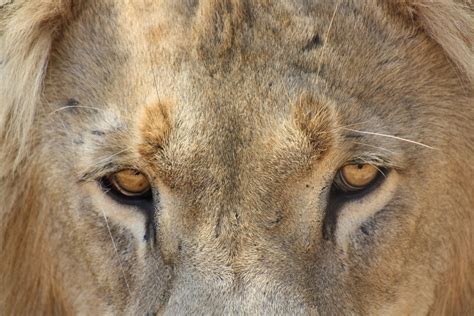 Lion Eyes Animalworks Lion Eyes Cheetahs Ecotourism Leopards Big