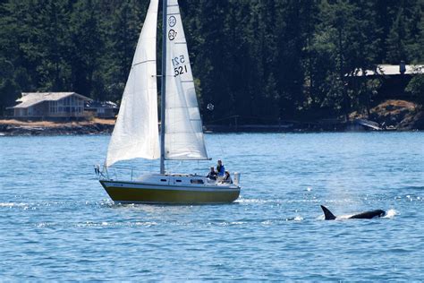 Why Are Killer Whales Attacking Boats Orcas Attacking Sailboats On