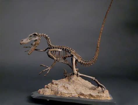 Velociraptor One Of My Favorites Fossil Bones Prehistoric Animals