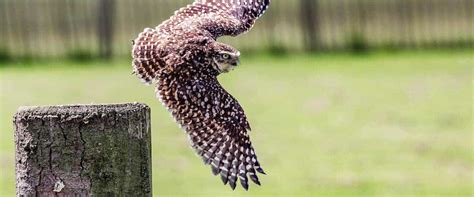 National Centre For Birds Of Prey An Award Winning Day Out In Helmsley