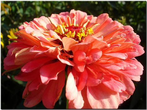 Poze Floare Petală Vară Portocale Grădină închide Dalie Planta