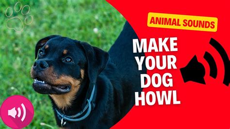 Make Your Dog Howl Guaranteed Make Him Howl Show This Video Your