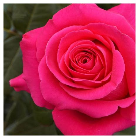 Long Stem Hot Pink Roses In Bulk In A Box Wholesale Prices