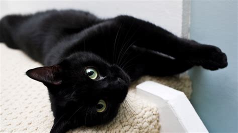 22 Beautiful Black Cat Breeds Readers Digest Atelier Yuwaciaojp