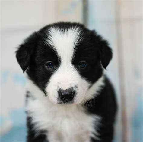 A Black And White Male Border Collie Puppy Border Collie And Maremma