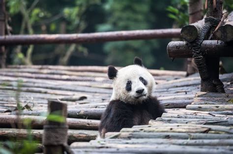 Panda In The Jungle Stock Image Image Of Bamboo Sichuan 43853555