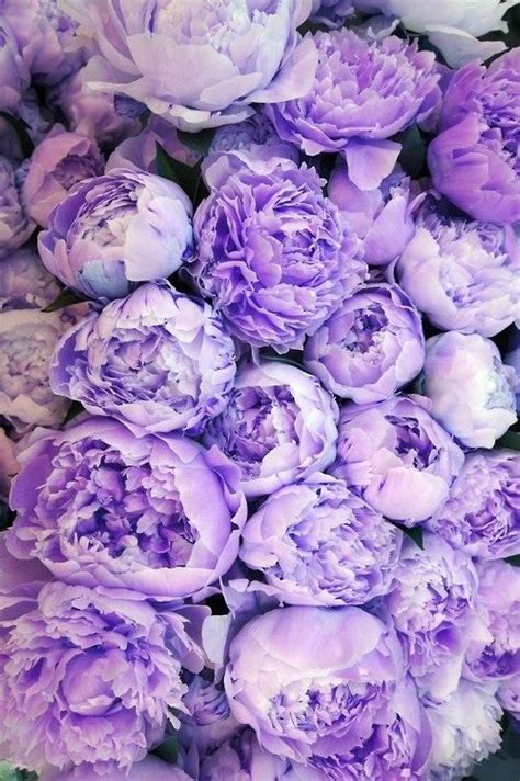 Download Purple Flowers By Kgolden Purple Flower Wallpapers For