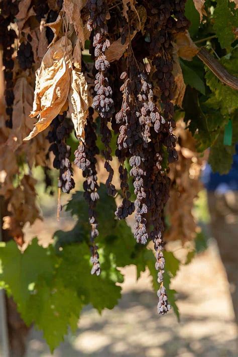 How Dried On The Vine Raisins Are Grown And Harvested California Grown
