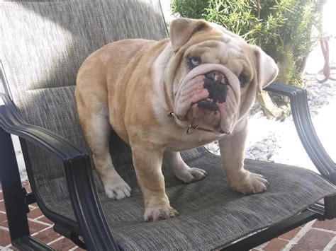 English Bulldog Available For Stud Service