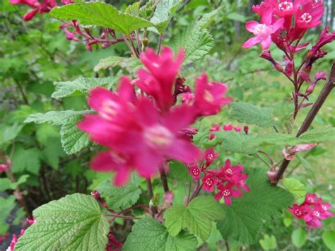 Red Flowering Currant 6 Gohikingca
