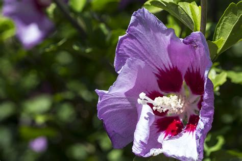 Do You Love Tropical Hibiscus Try Planting A Rose Of Sharon These Are