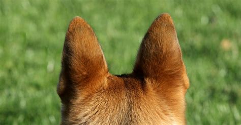 Dog Ear Positions Chart What Does The Dog Ear Position Mean