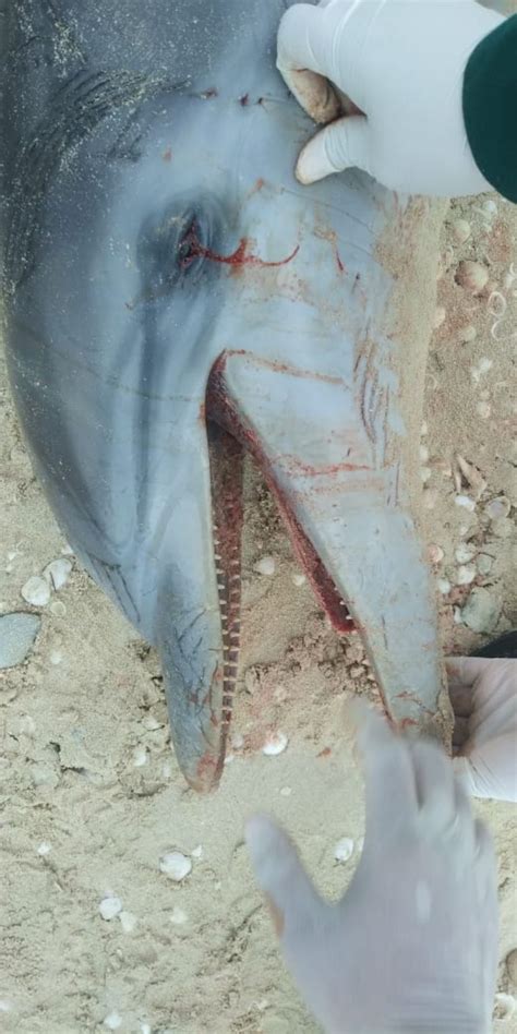 Atacaron en redes a ofelia fernández y funcionarios, artistas y feministas salieron a repudiar. Encuentran muerto a un delfín 'nariz de botella´ en Chelem ...