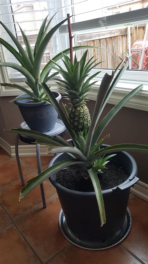 My 3 Year Old Pineapple Plant Finally Started To Grow A Fruit I