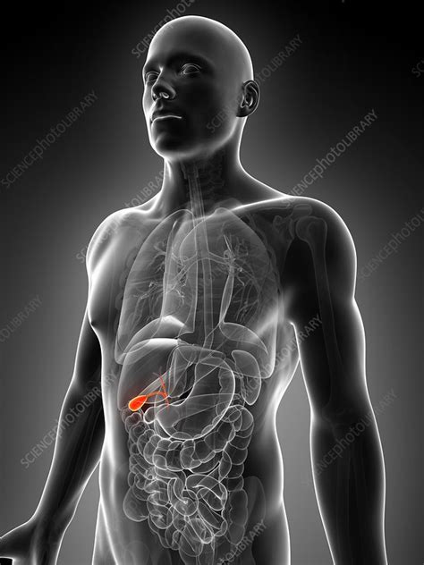 Male Gall Bladder Artwork Stock Image F0095733 Science Photo