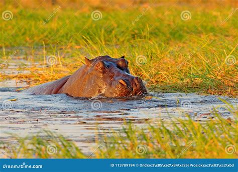 Hipopótamo En Agua De Río Fauna África Hipopótamo Africano Capensis
